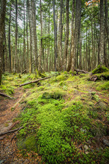Green moss and green forest at Shiragoma no ike , Nagano