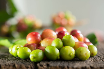 red   coffee beans on trees