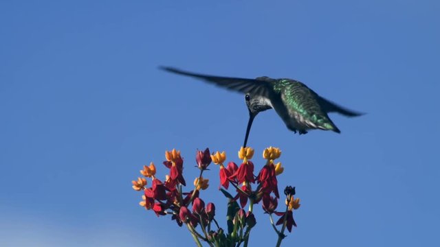 Hummingbird Feeding On Milkweed Flowers Slow Motion 2000fps