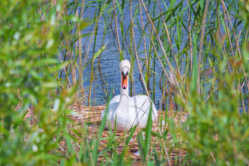 white swan in the nest, in the reeds near the shore of the lake