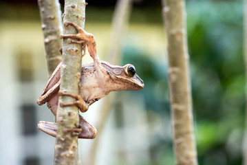 Brown common tree frog in Thailand