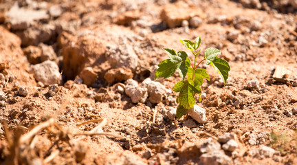 The grass grows in red clay in the nature