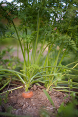 Ripe carrots in vegetable garden outdoors