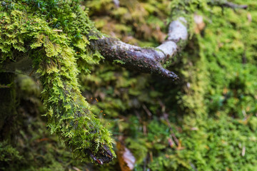 Green moss and green forest at Shiragoma no ike , Nagano
