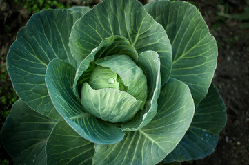 Obraz premium Healthy cabbage growing in the soil