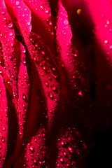 Water drops on a red rose as a background
