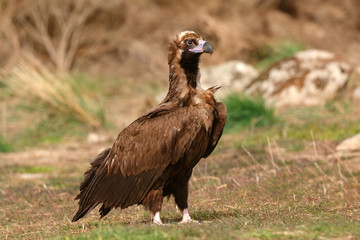 The majestic black vulture