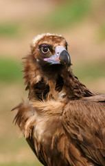 The majestic black vulture