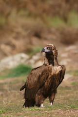 The majestic black vulture