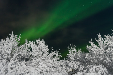Frost ,snow on the trees.In the sky the northern lights and the aurora.