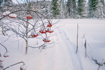 Rowan branch, with red berries on the background of the ski track, in the winter forest.