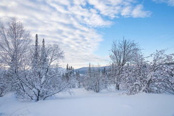 Winter landscape with rowan trees in the snow and a beautiful sky.