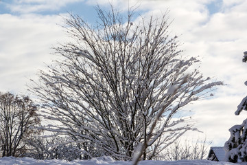  Tree sprinkled with fresh snow with icy branches