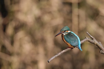 池の上の枝に留まって獲物を狙うカワセミ