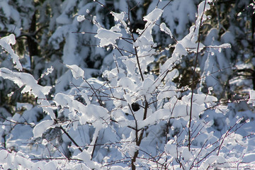 Branches of a tree bending under the weight of snow and ice