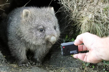 Peel and stick wall murals Cradle Mountain A curious common wombat (Vombatus ursinus) baby (joey) coming out of its burrow looking at a small camera held in a tourist's hand - Cradle Mountain, Tasmania Australia
