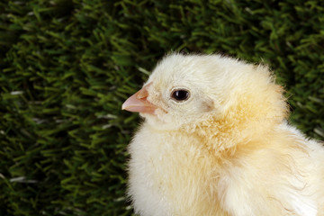 Little chicken on green grass