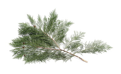 Pine branch isolated on white background