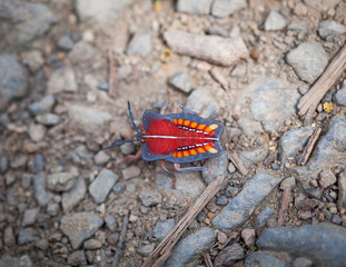 Red cotton insect