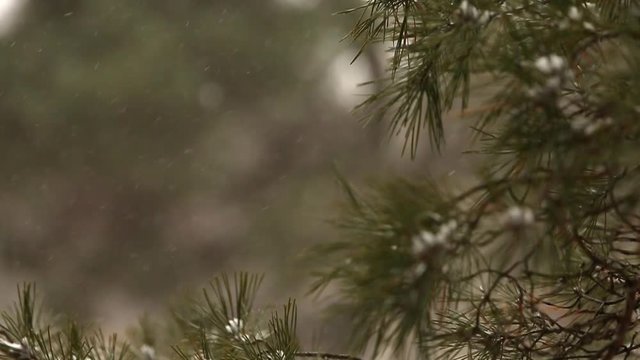 Snow falling in slow motion, flakes swirling and drifting against a backdrop of spruce and pine trees with snow covered branches. Winter season, Christmas and new year concept.