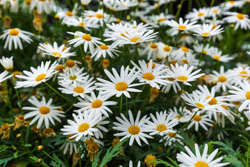 Chamomile flowers - floral background