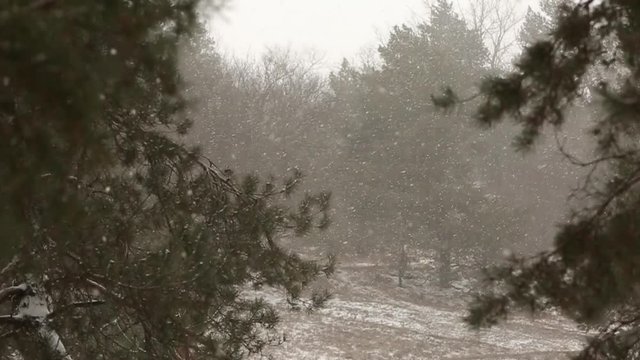 Snow falling in slow motion, flakes swirling and drifting against a backdrop of spruce and pine trees with snow covered branches. Winter season, Christmas and new year concept.
