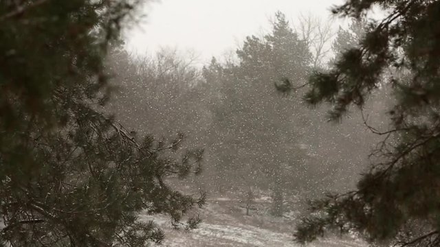 Snow falling in slow motion, flakes swirling and drifting against a backdrop of spruce and pine trees with snow covered branches. Winter season, Christmas and new year concept.