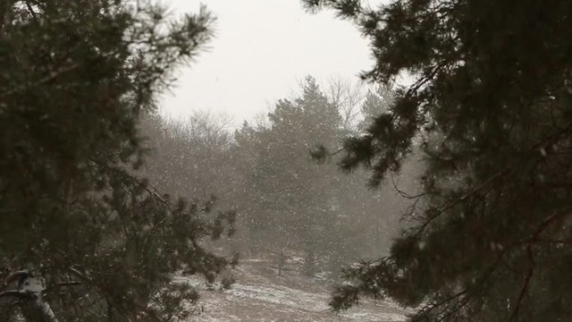 Snow falling in slow motion, flakes swirling and drifting against a backdrop of spruce and pine trees with snow covered branches. Winter season, Christmas and new year concept.