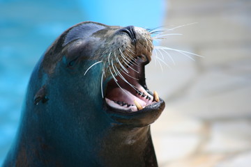 Fototapeta premium Lion de mer bouche ouverte