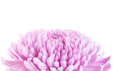 Purple chrysanthemum flower head