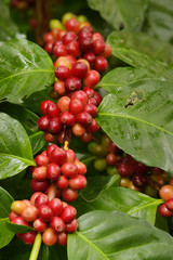 Coffee beans ripening on a tree.