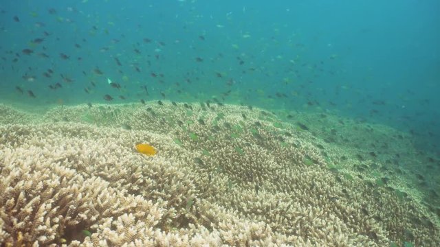 Fish and coral reef. Dive, underwater world, corals and tropical fish. Bali,Indonesia. Diving and snorkeling in the tropical sea. Travel concept. 4K video.