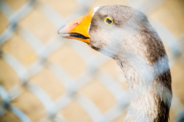 brown Domestic Goose behind the fence