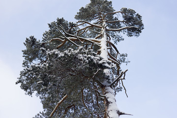 pine tree in the snow view from below against the blue sky, copy space