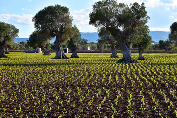 Italy, Puglia. Olive trees for the production of extra-virgin olive oil, typical of this region.