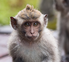 A young Balinese long tail monkey, or macaque (Macaca fascicularis) in the wild, Indonesia
