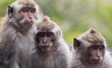 Fototapeta premium A trio of Balinese long tail monkies, or macaques (Macaca fascicularis) in the wild, Indonesia