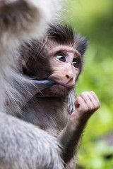 A baby Balinese long tail monkey, or macaque (Macaca fascicularis) baby clings to a mother's teat