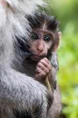 A baby Balinese long tail monkey, or macaque (Macaca fascicularis) baby clings to a mother's teat