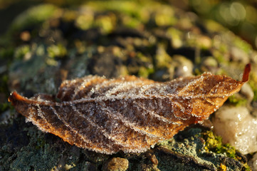 Braunes Blatt mit Frost