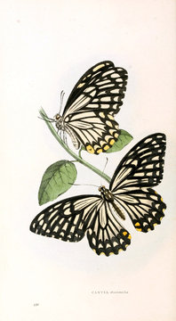Illustration of a butterfly
