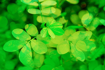 Fototapeta na wymiar spring green leaves texture with green bokeh background