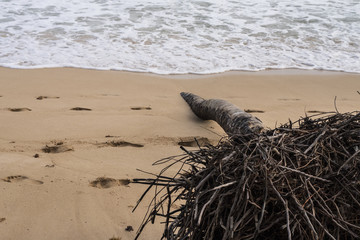 Obraz premium The fallen palm tree on the beach