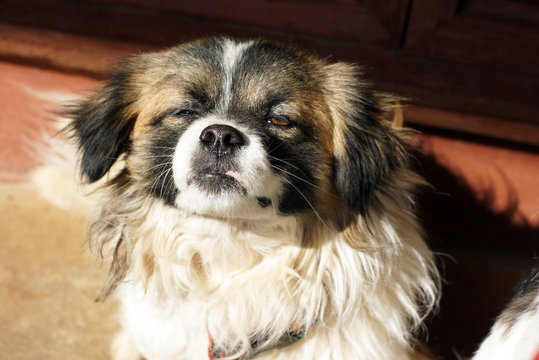 Sleepy Dog With Funny Face Winking