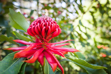 Red Waratah flower blossoming on blurred background
