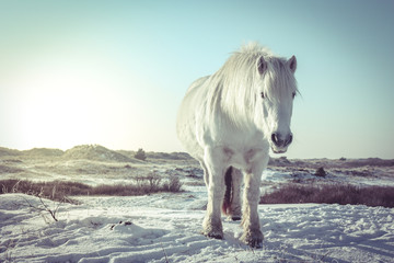 White horse in the snow