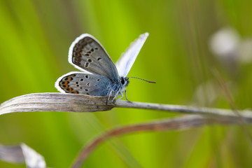 Beautiful butterfly on a flower