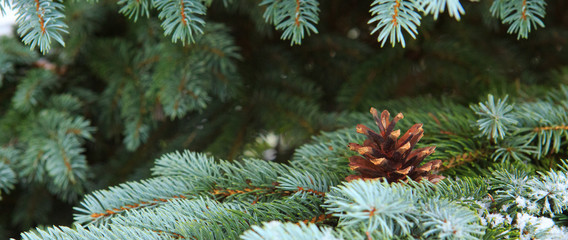 Fir cones on the Fir Branch Covered with Snow.