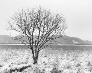 Winter landscape.Lonely tree in snow,monochrome.