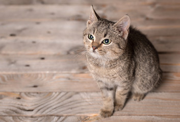 Naklejka premium Adorable gray cat sitting on a wooden
